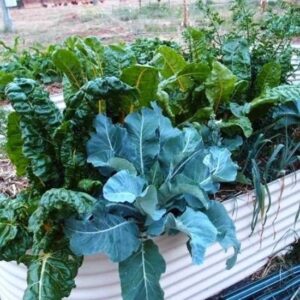 Why I Prefer Raised Garden Beds Image